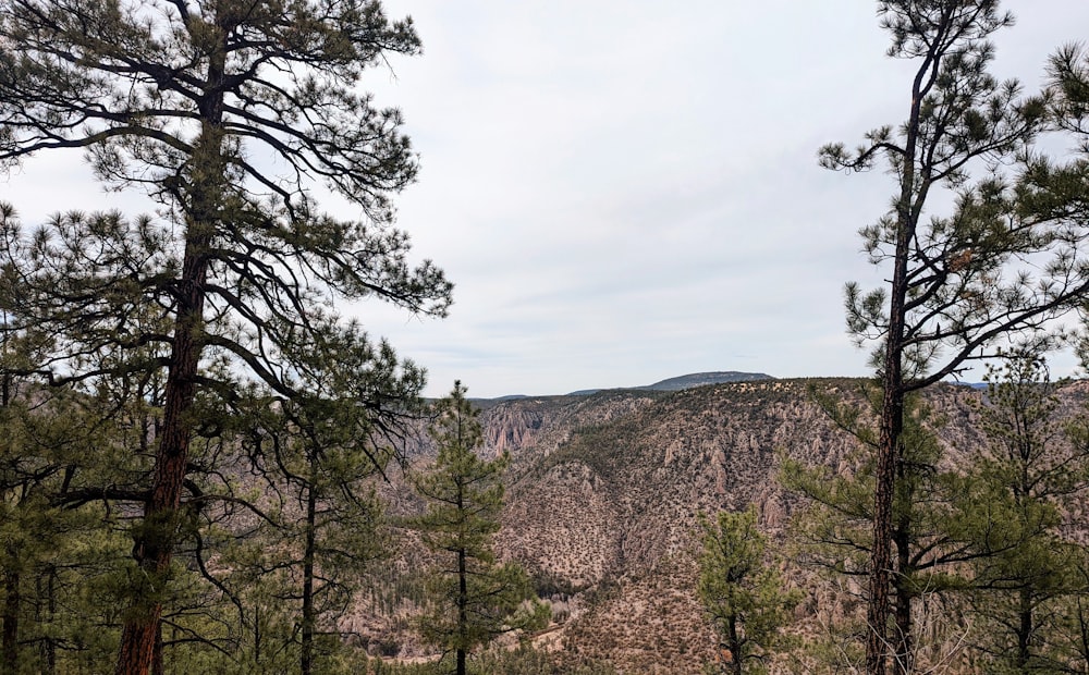 a landscape with trees and mountains in the background