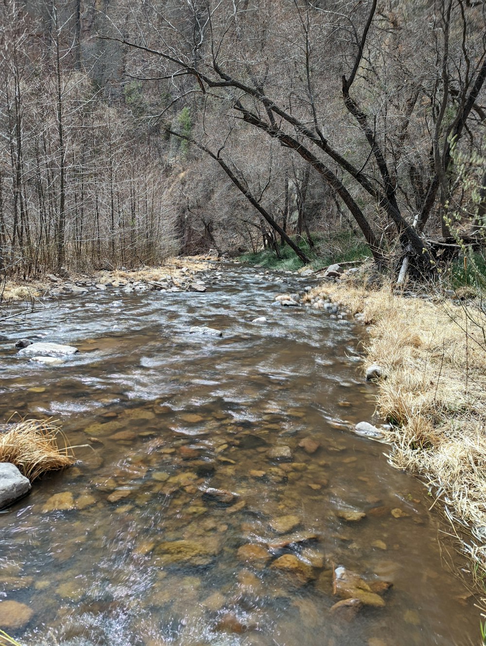 a river with rocks and trees