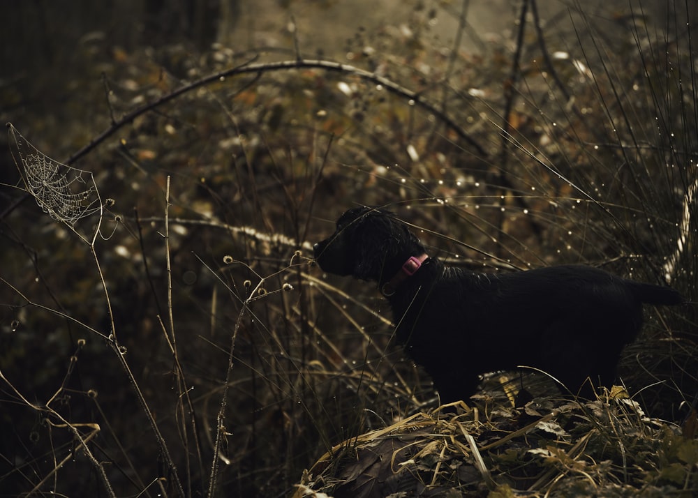 a dog in the woods