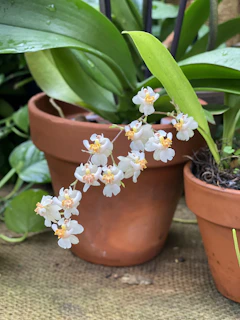 Close-up of a terracotta breathable flower pot with a healthy green plant thriving inside.