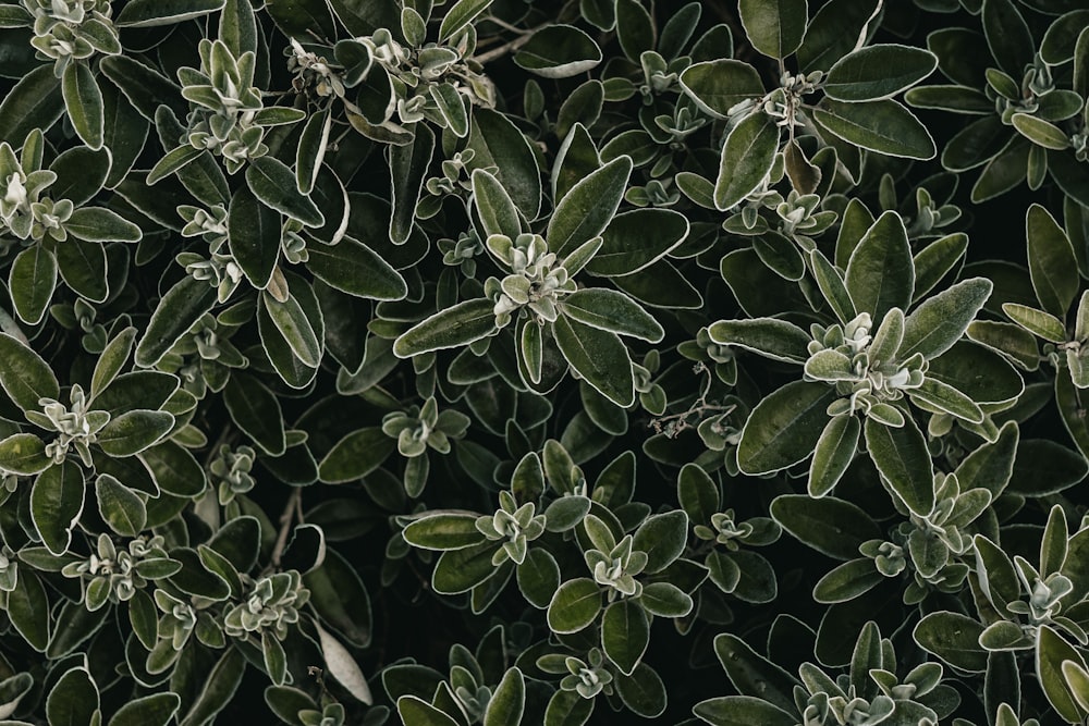 a close up of some leaves