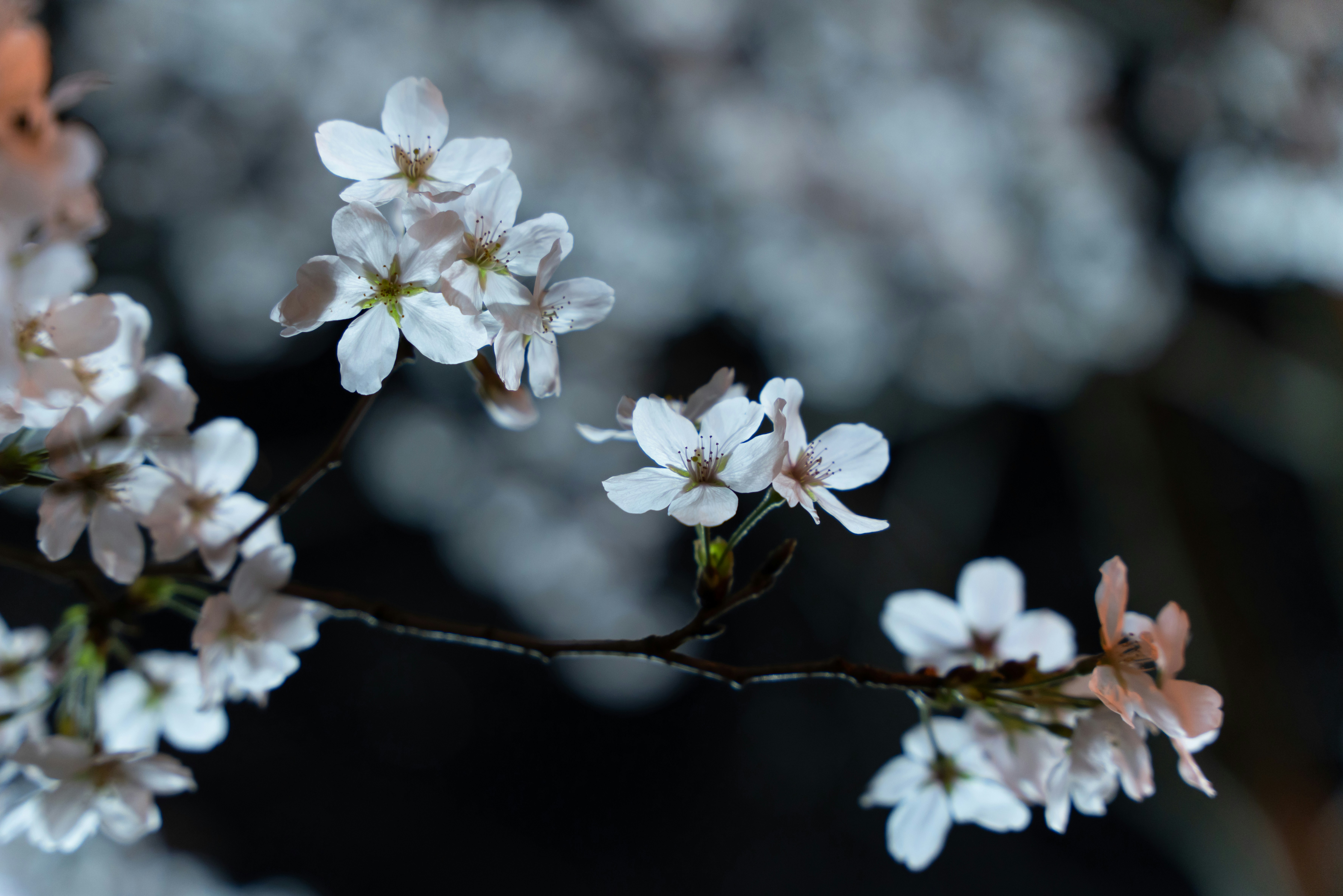 Photo by dongcheng