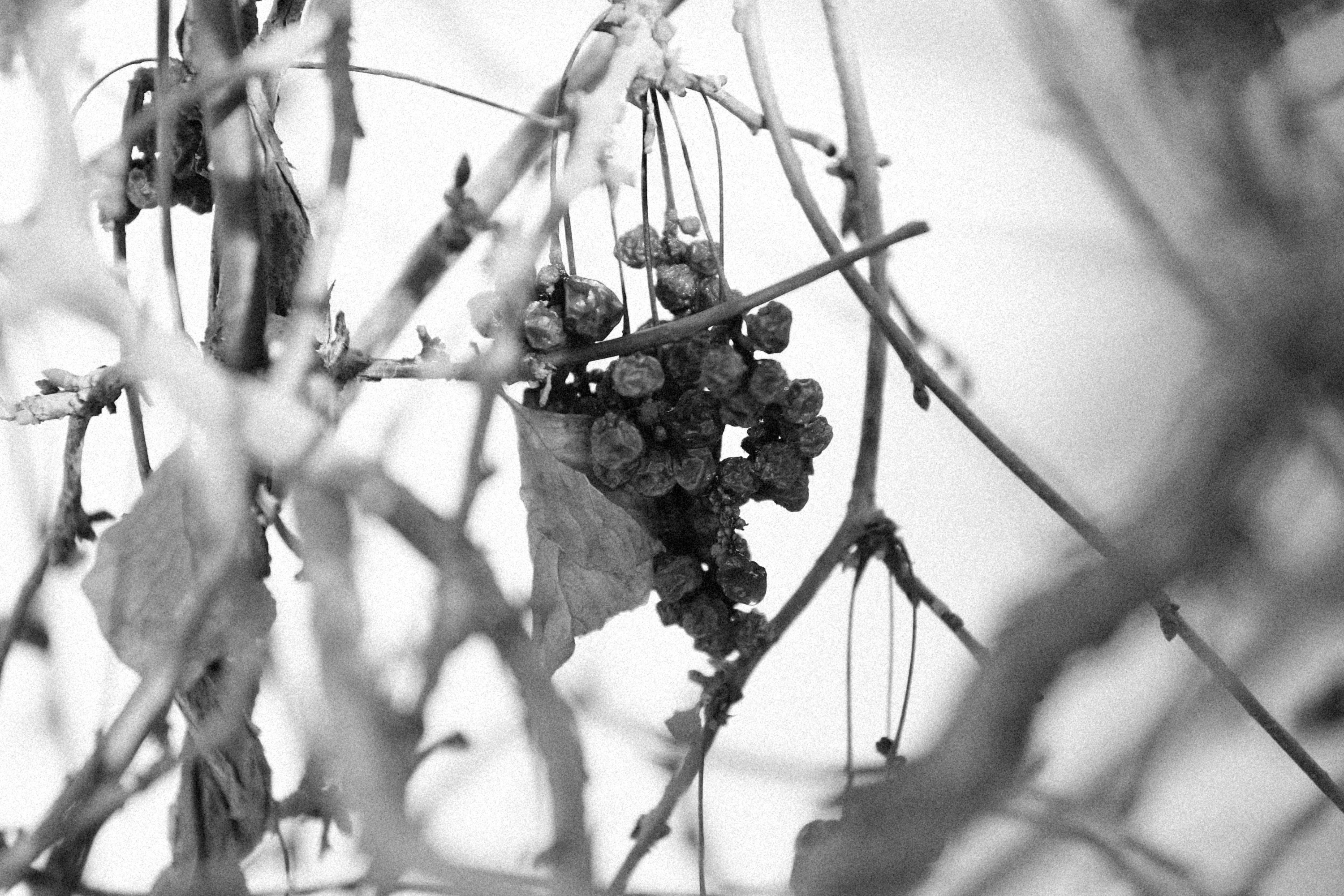 Photo by alexeydemidov