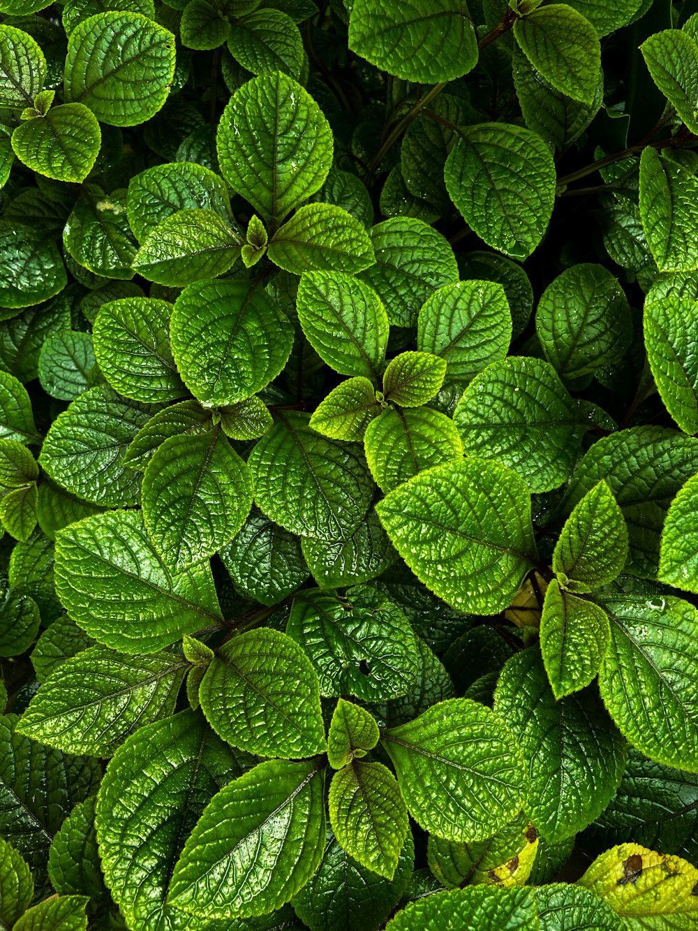 a group of green leaves