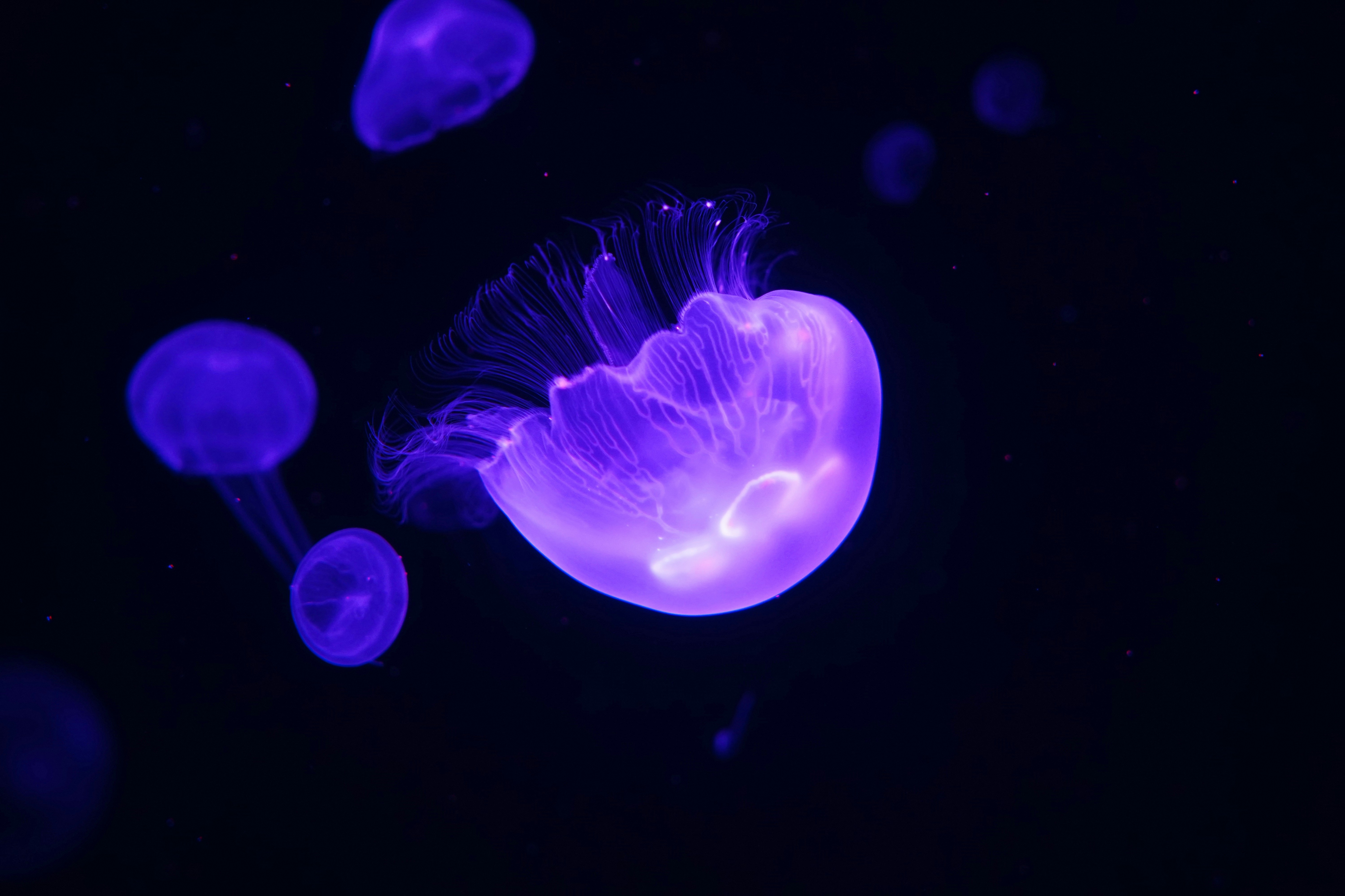 A group of jellyfish photo Free Noosa Image on Unsplash