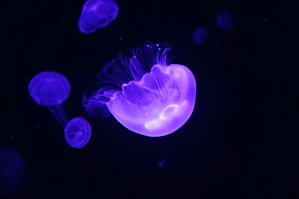 a group of jellyfish