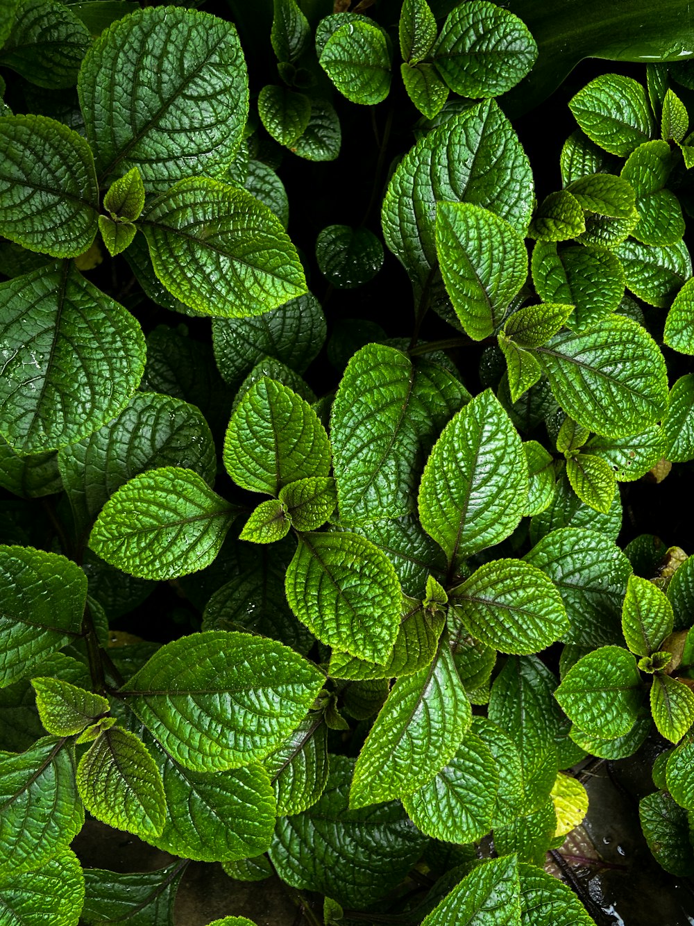 a group of green leaves