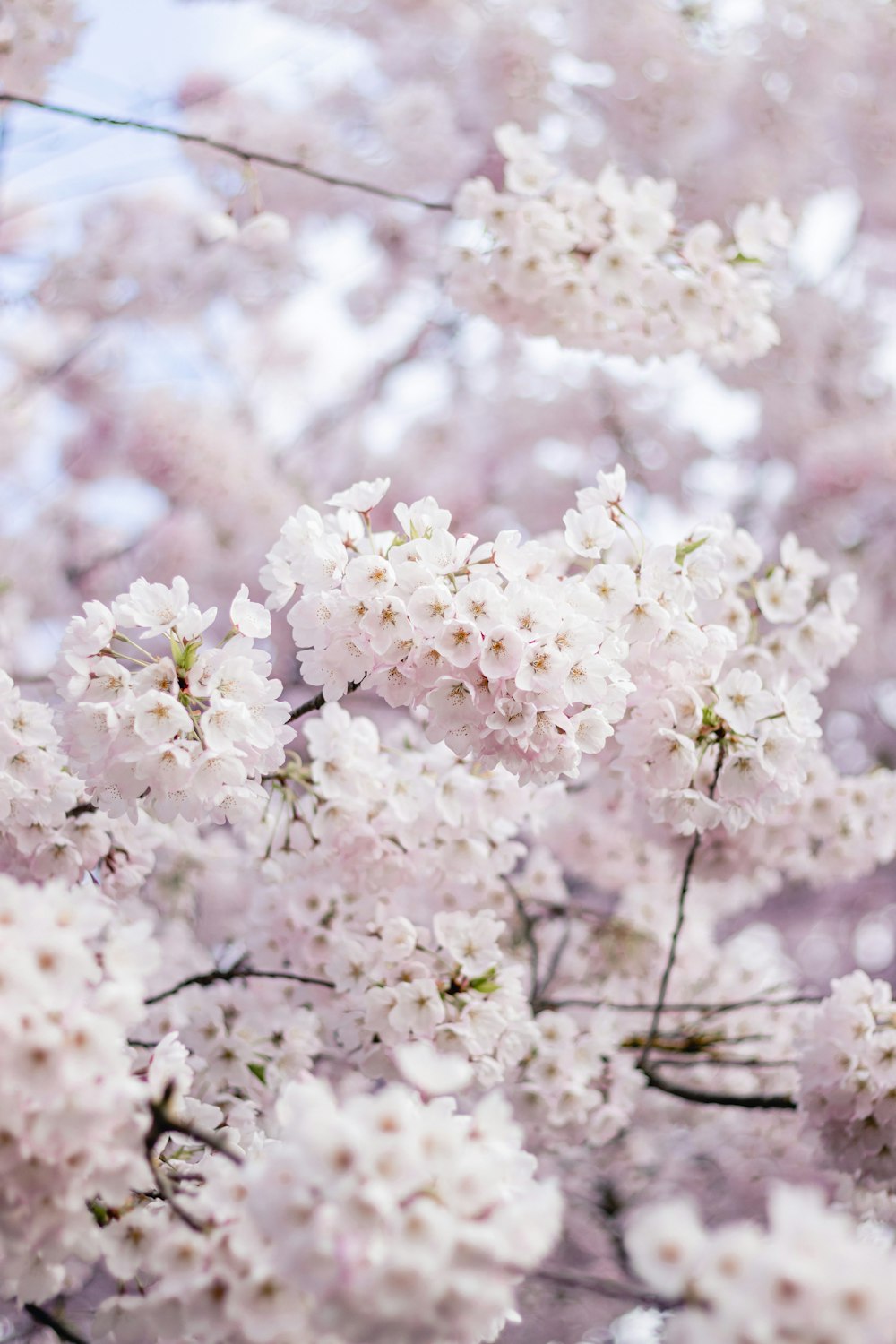 a close up of some flowers