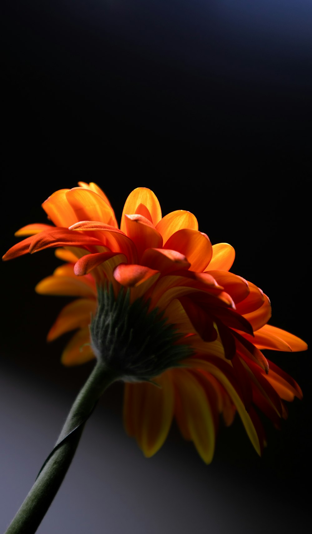 a close up of a flower