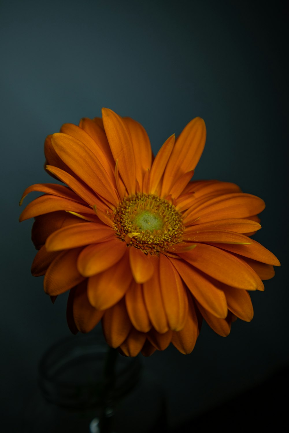 a yellow flower in a vase