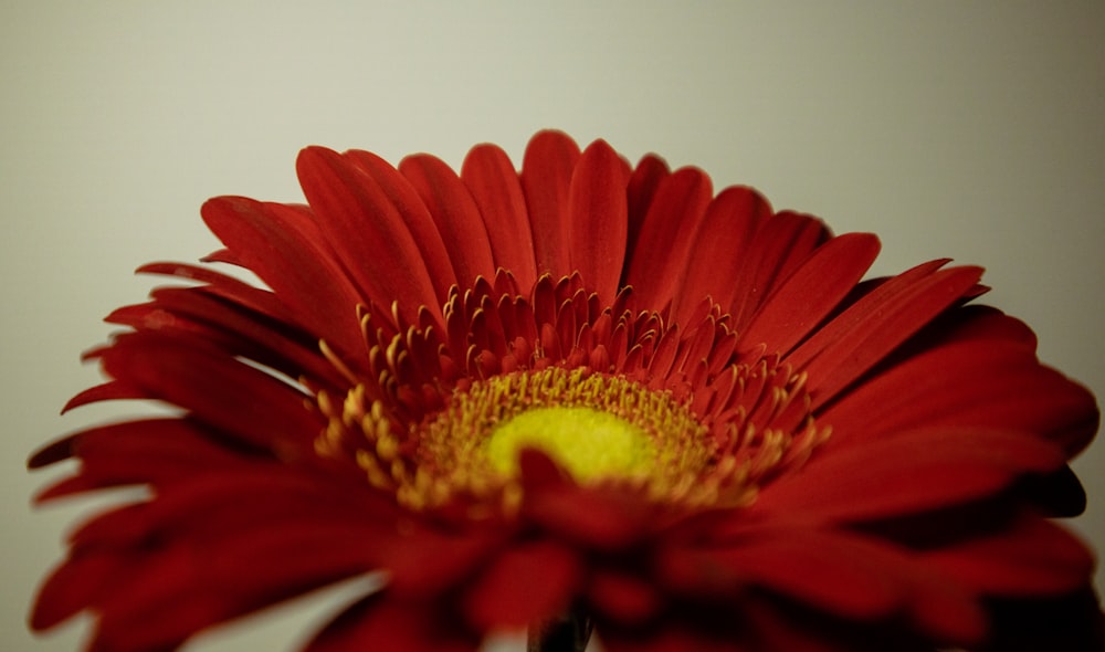 a red flower with a yellow center