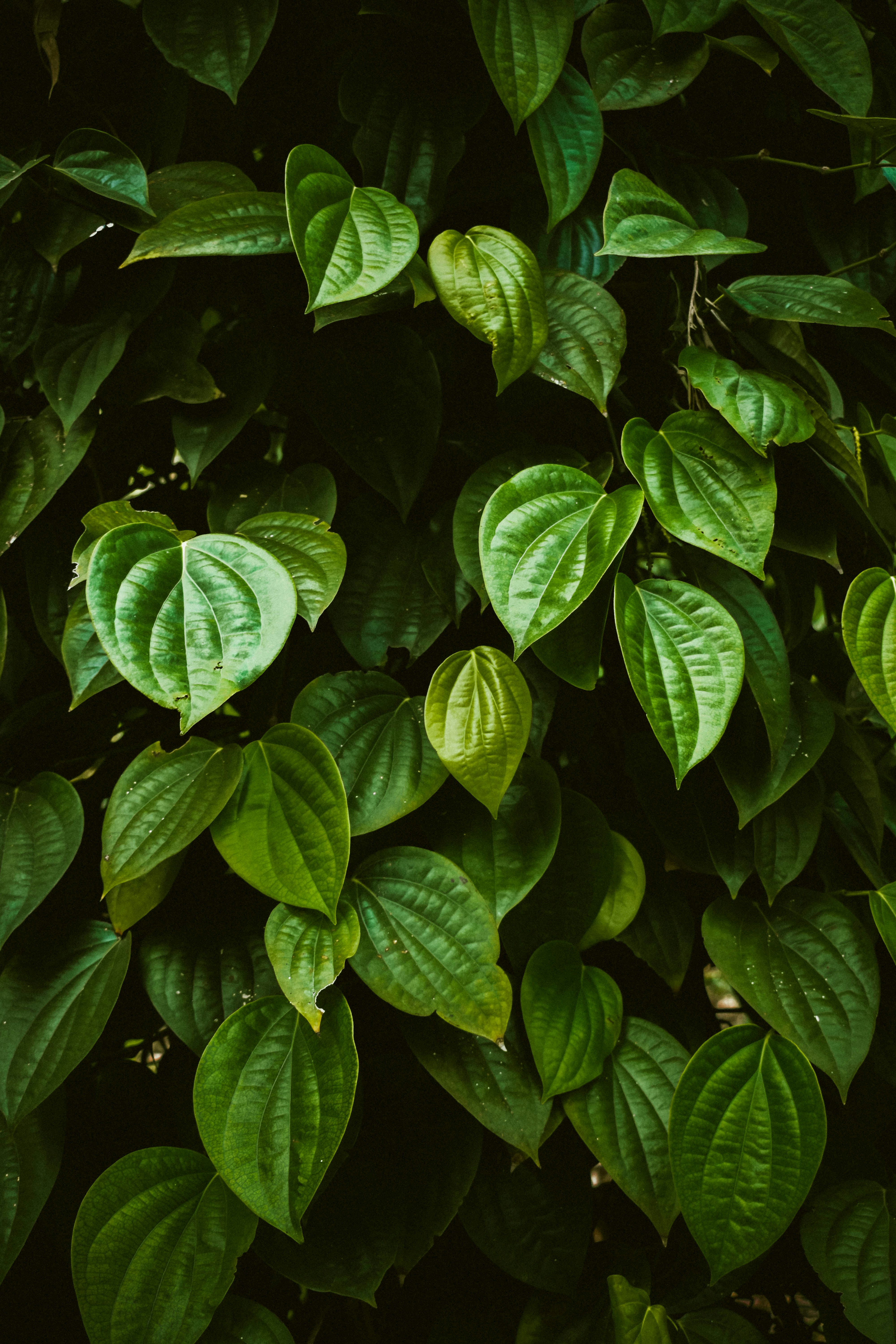 Photo by navi_photography