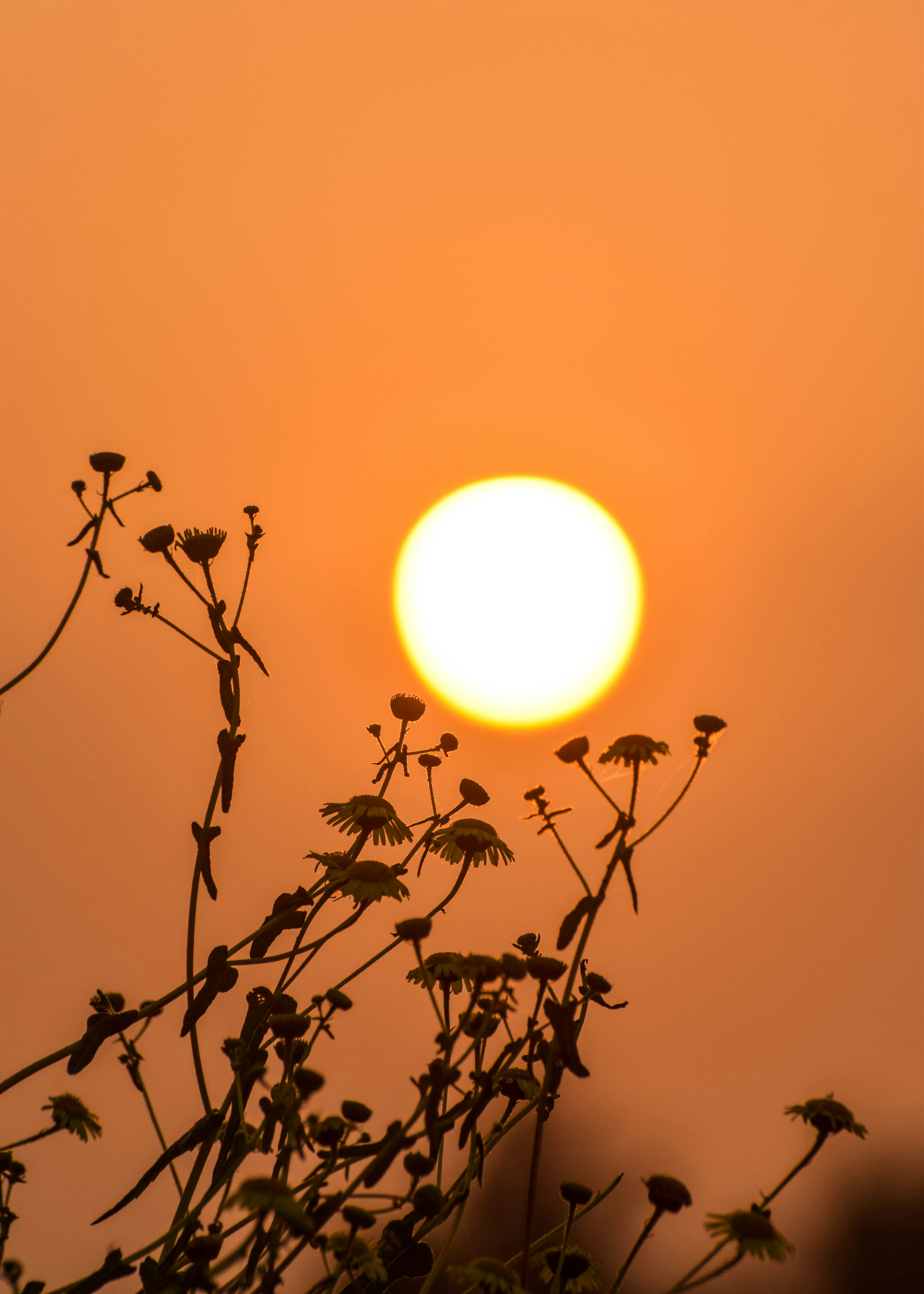 太陽を背景にした植物の写真 – Unsplashのモバイル用壁紙の無料画像, image size:3000x4202
