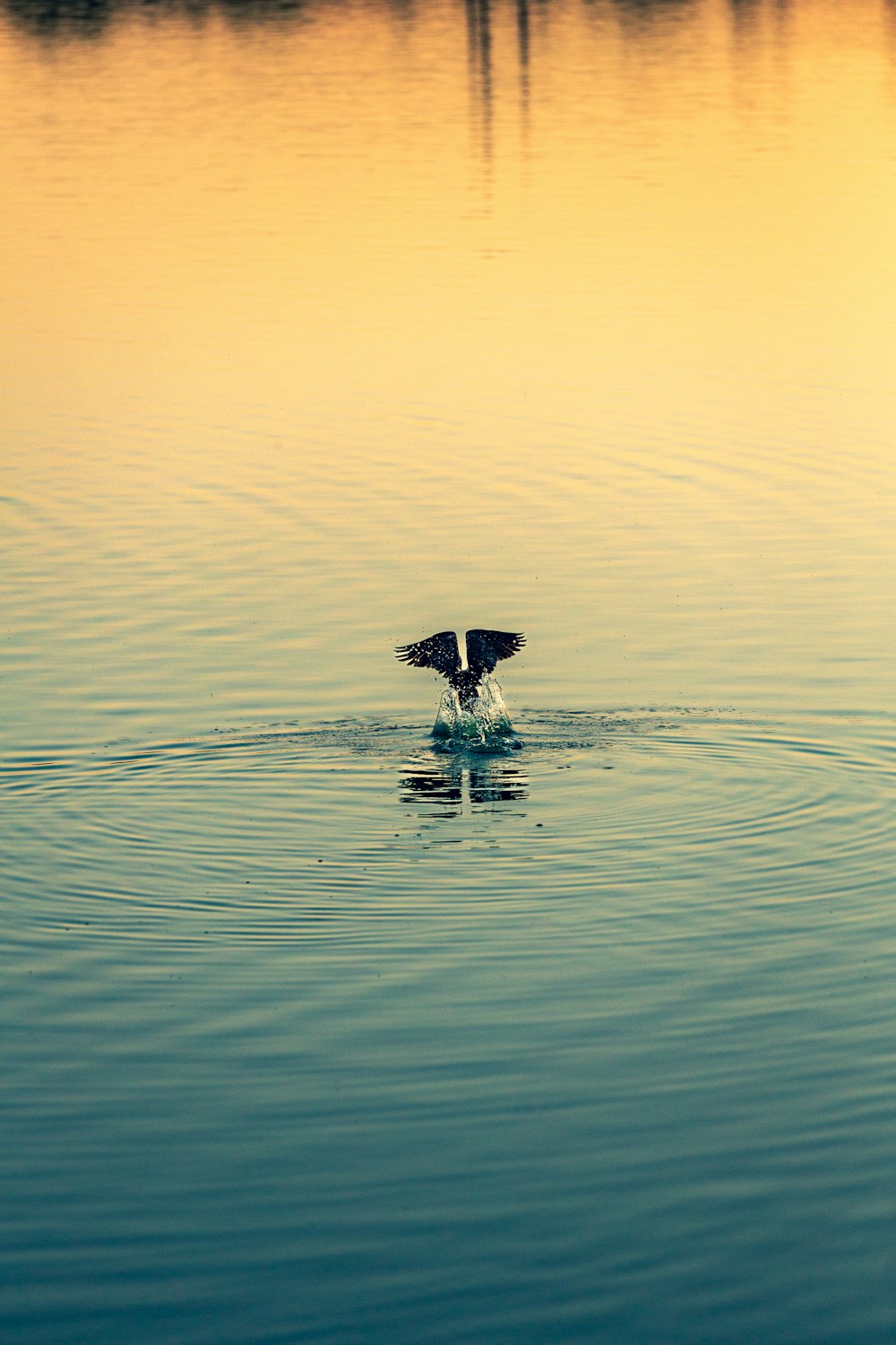 Eine Ente, die im Wasser schwimmt