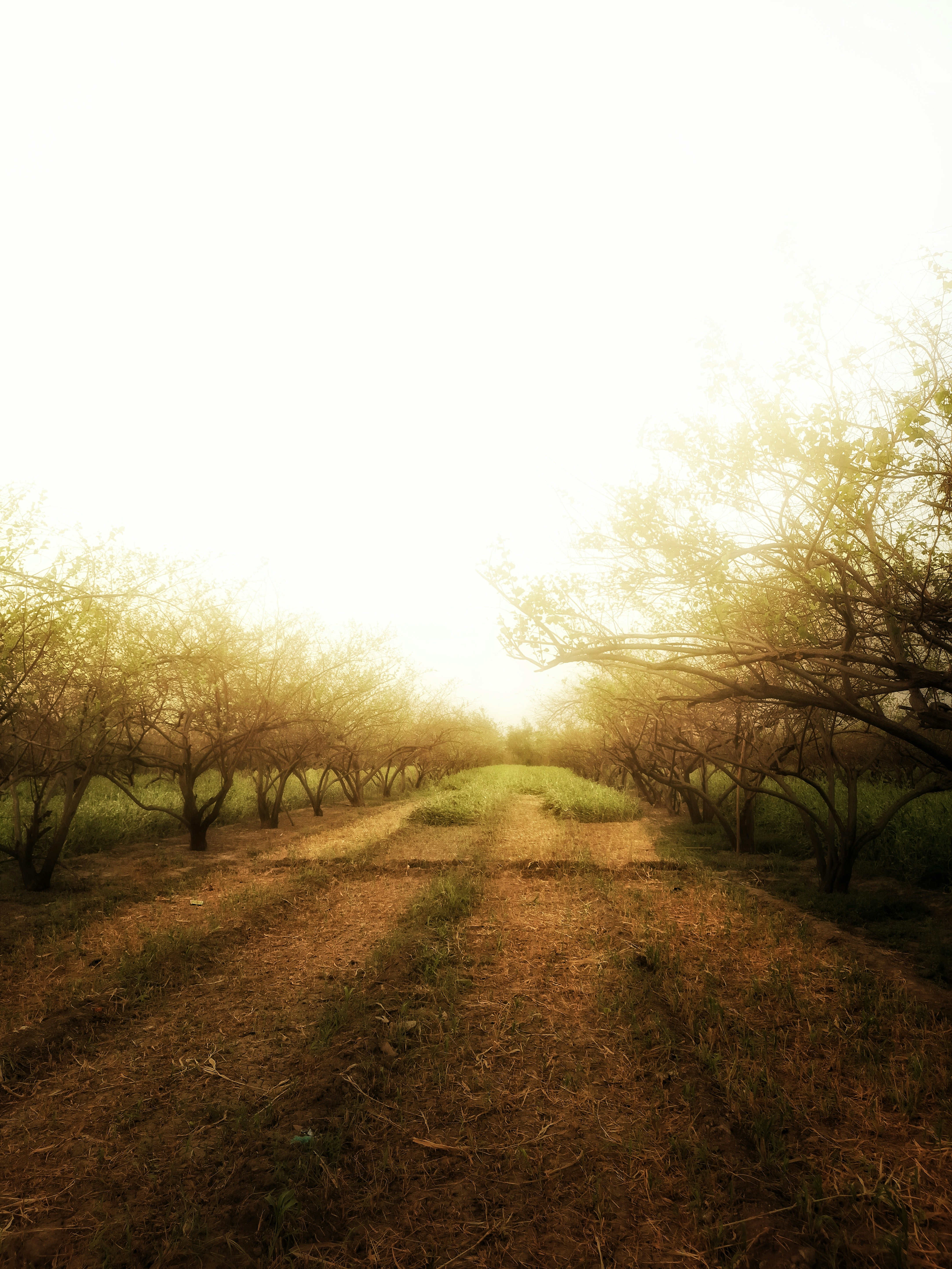 forest fire wallpaper, wallpaper, Forest Health and Fire: A Natural Relationship 3