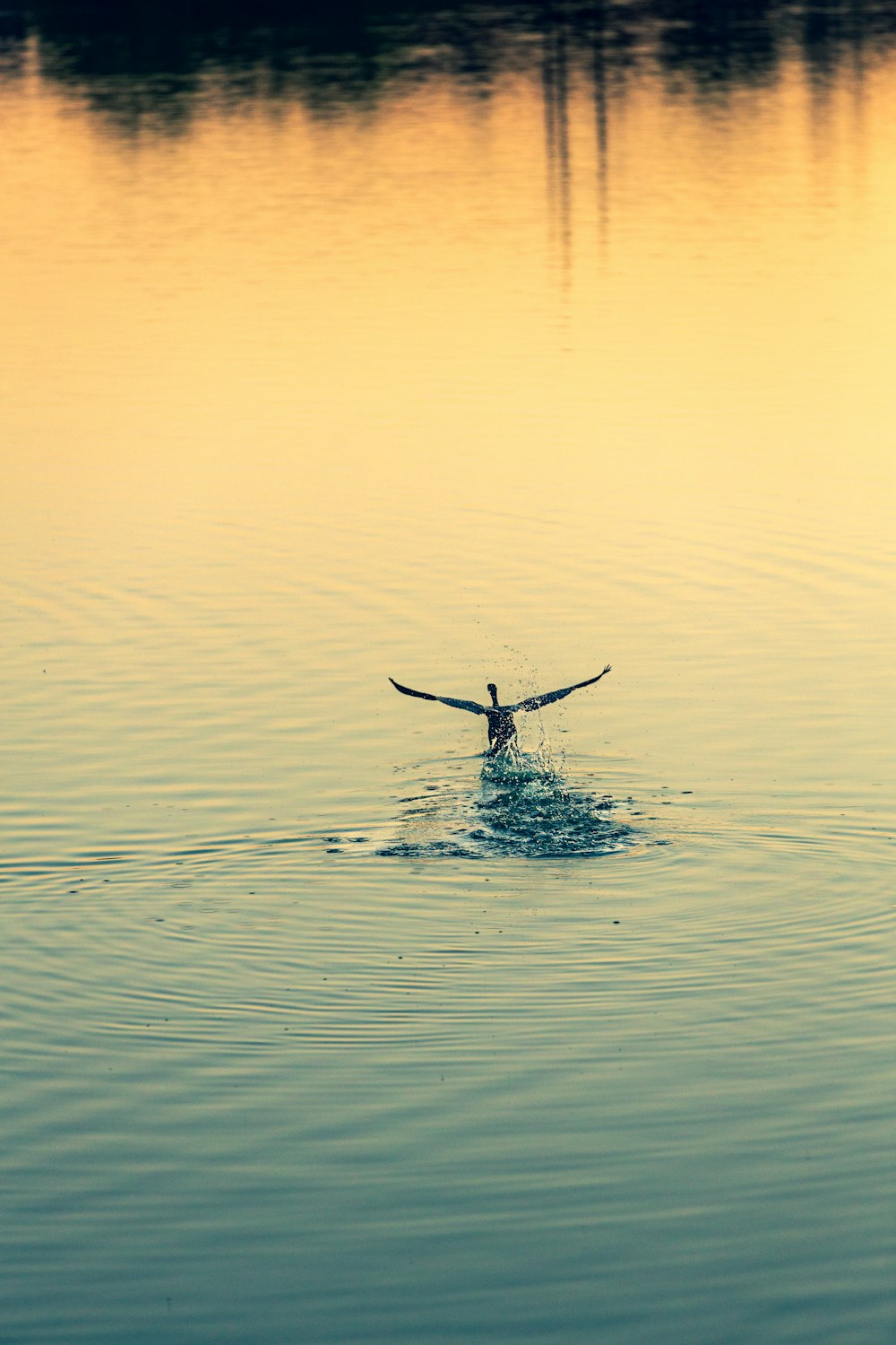 Ein Vogel, der im Wasser schwimmt