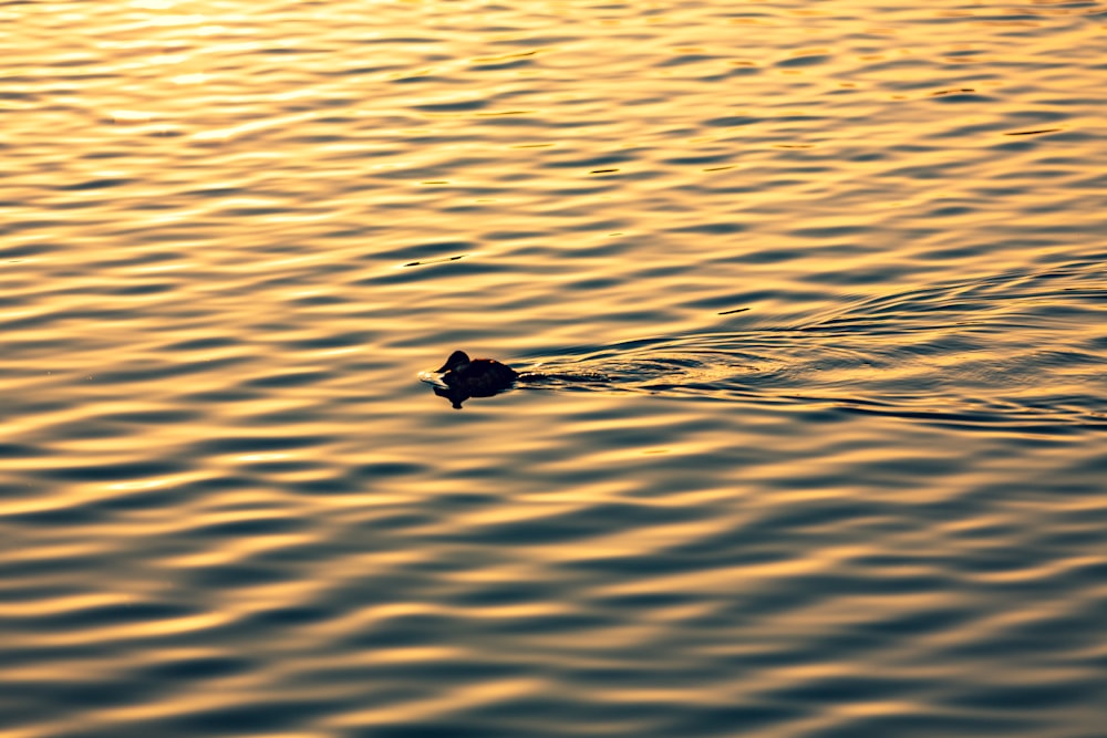 Eine Ente, die im Wasser schwimmt