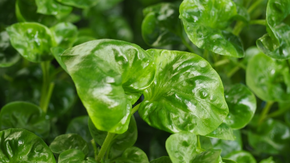 a close up of some leaves