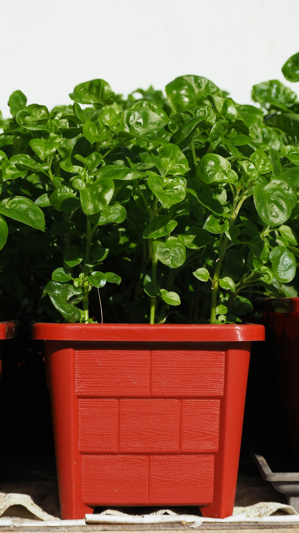 a plant in a red box