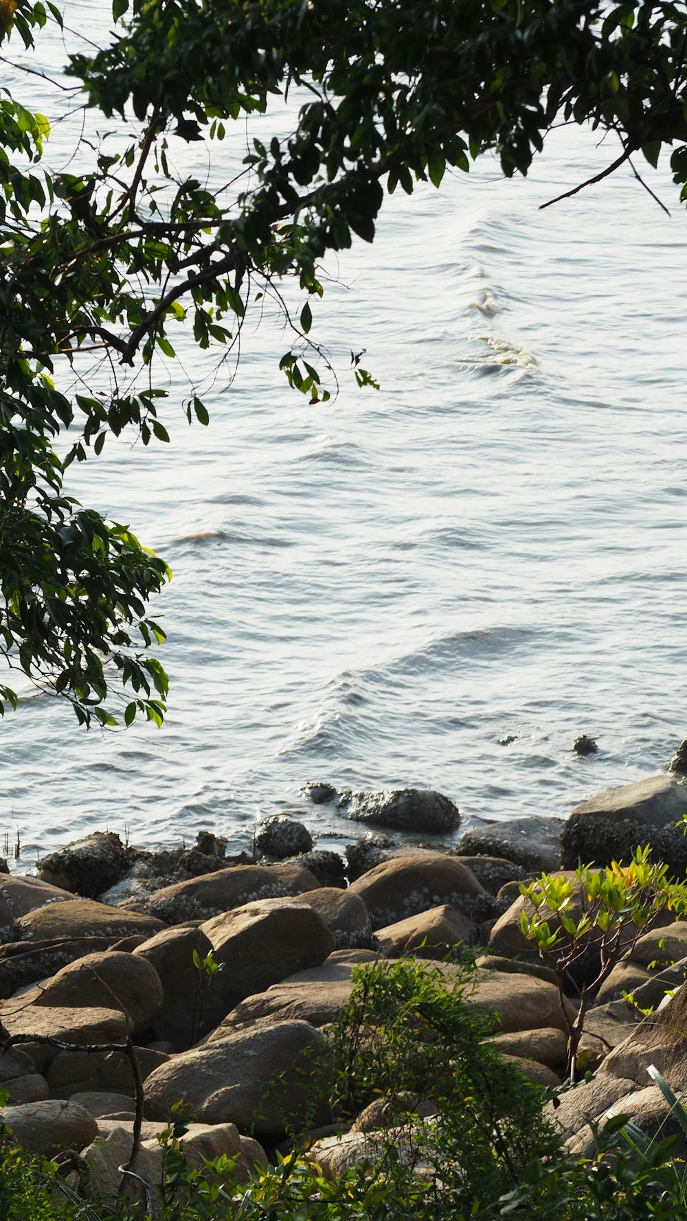 a rocky beach with a tree