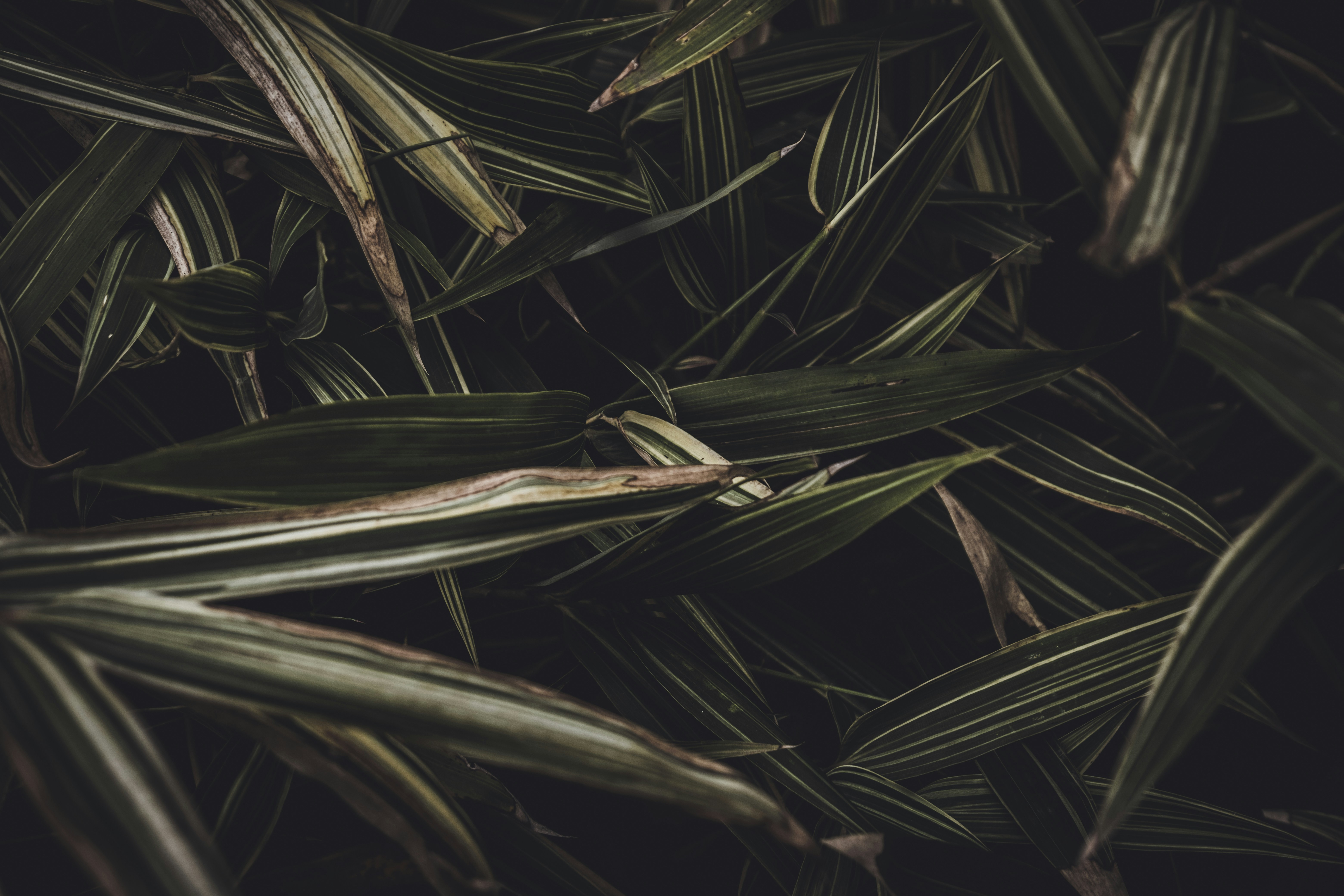 Photo by francesco_ungaro