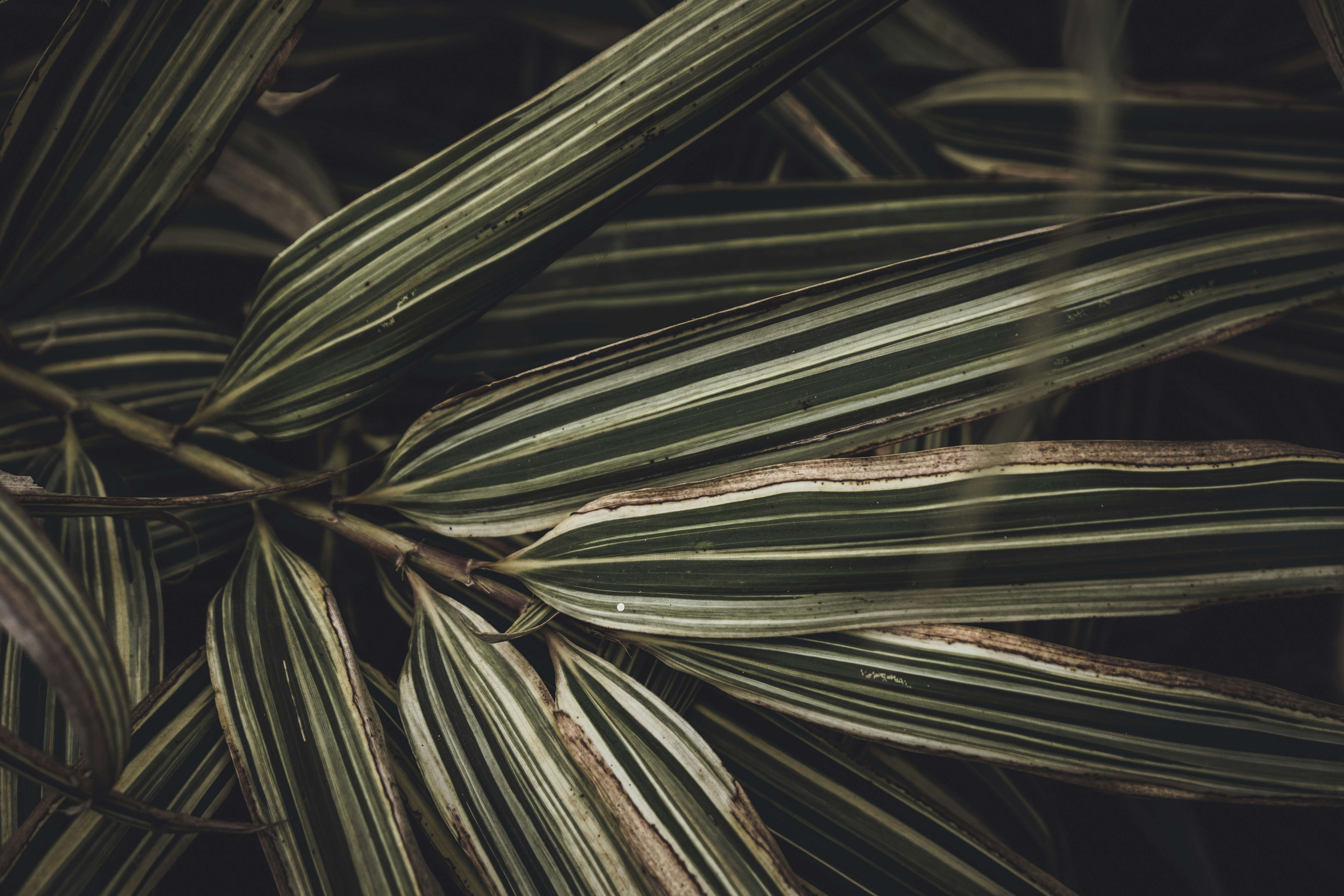 Photo by francesco_ungaro