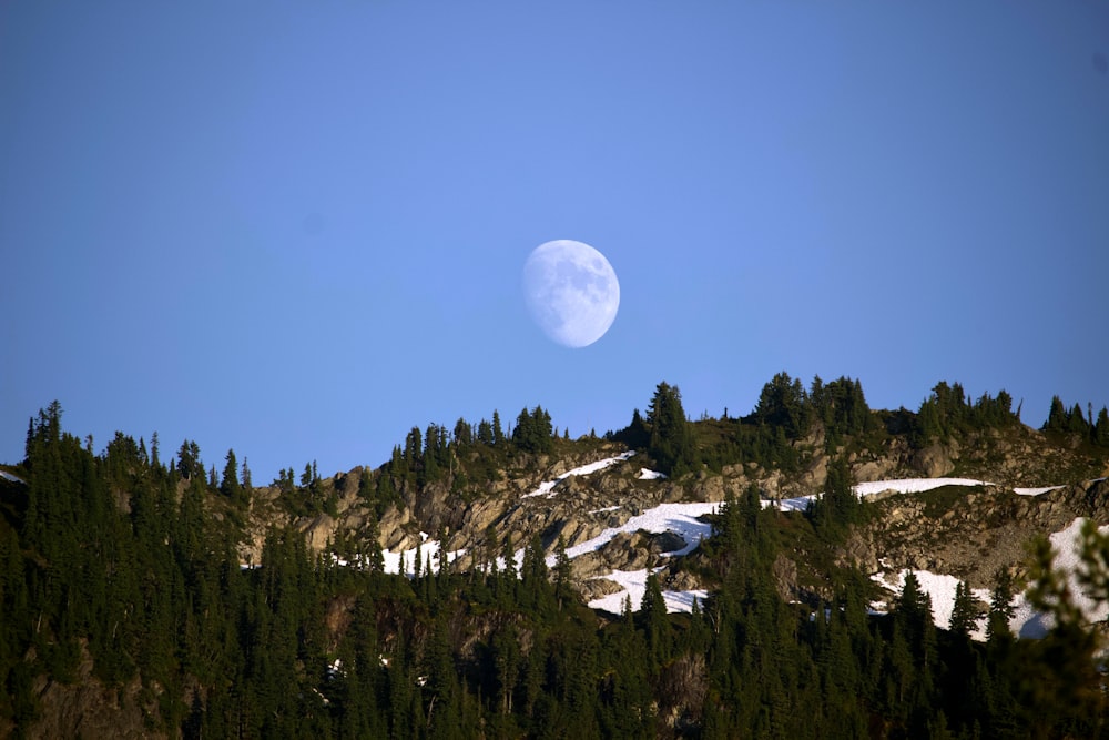 a moon over a forest