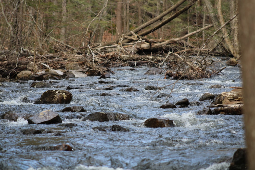 a river with rocks and trees