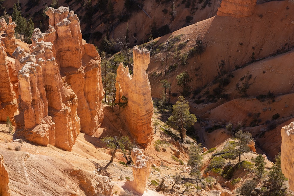 a rocky canyon with trees