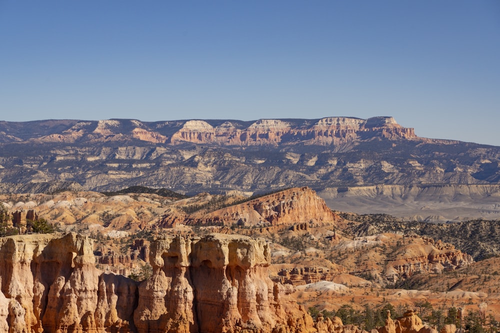 a large canyon with a few trees