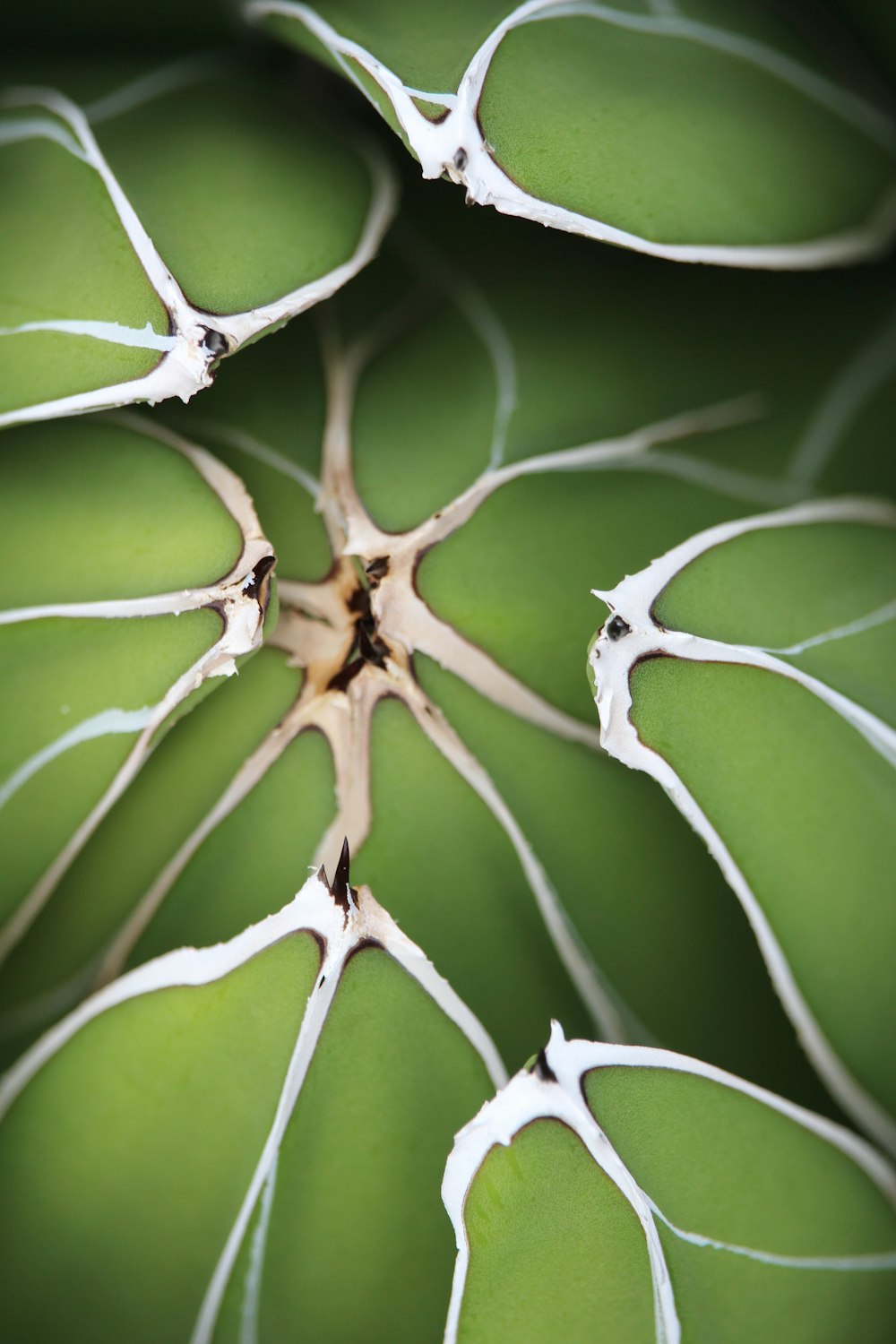 a close up of a plant