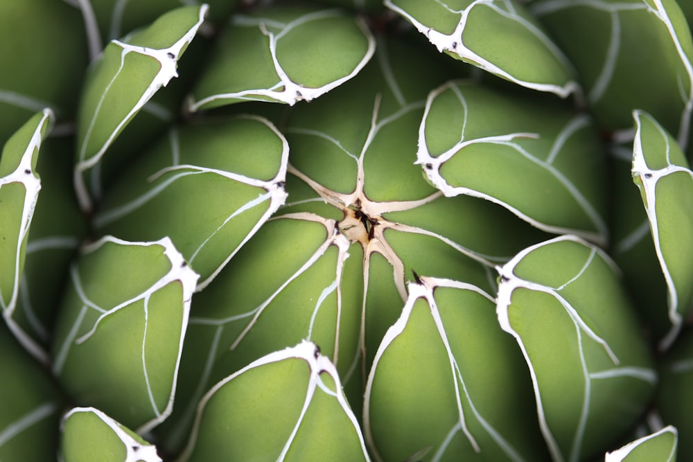 a close up of a plant