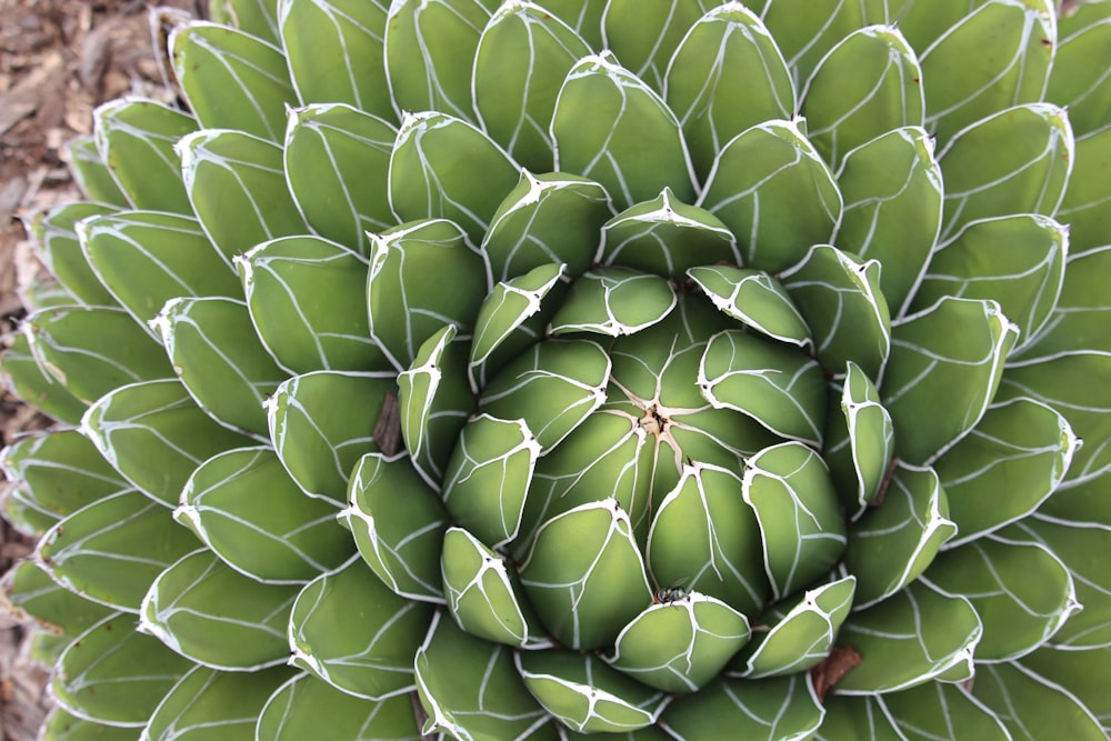 a close up of a cactus