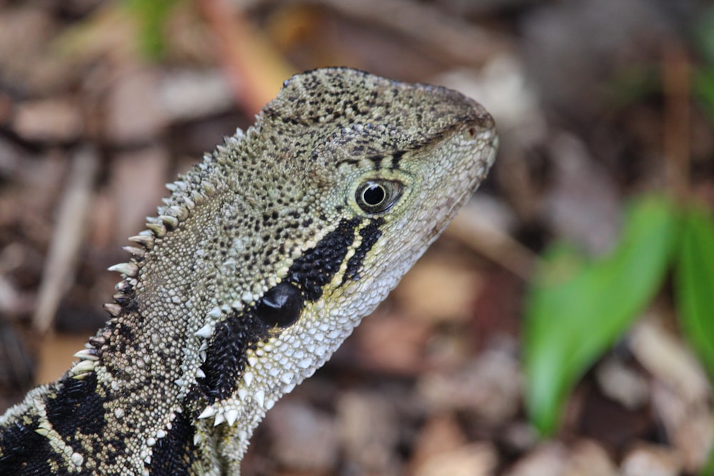 a snake with a black and white striped tail