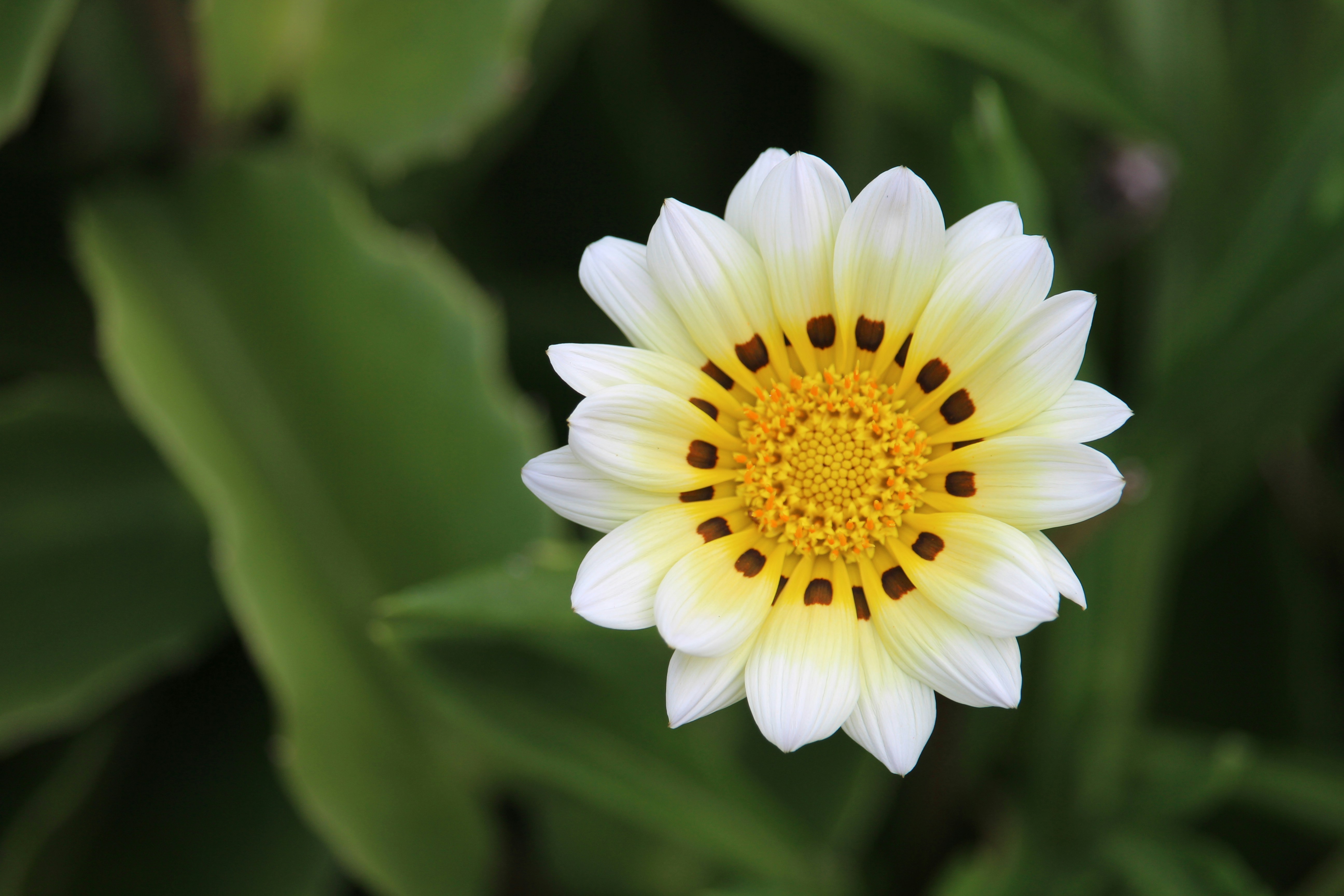 A beautiful daisy in a field