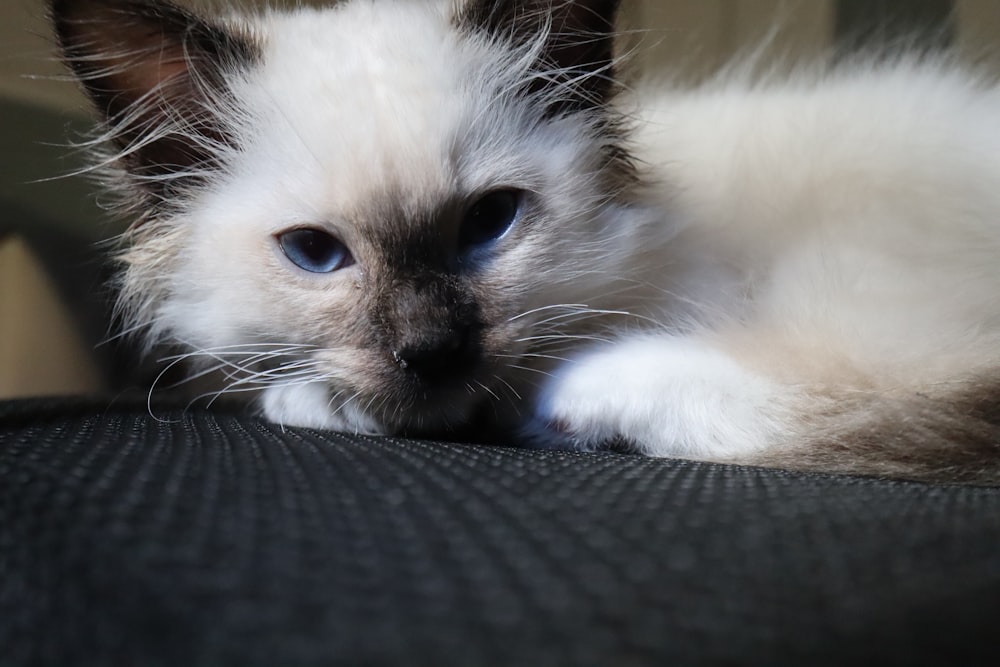 a cat lying on a blanket