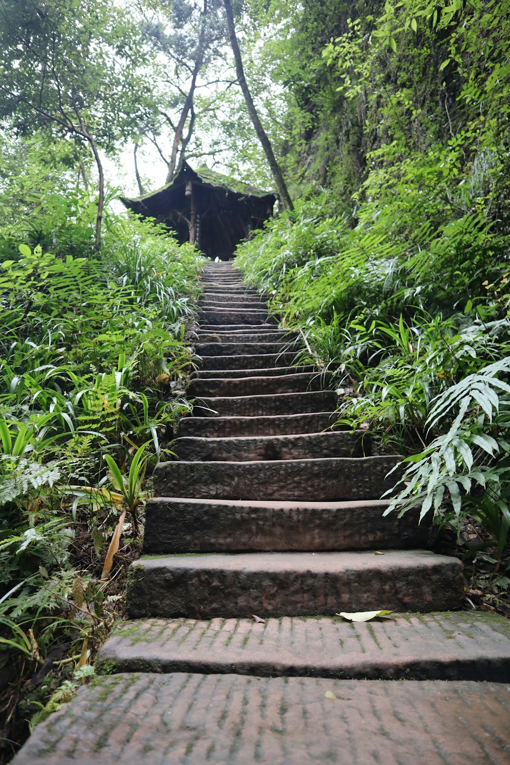 a stone staircase in a forest