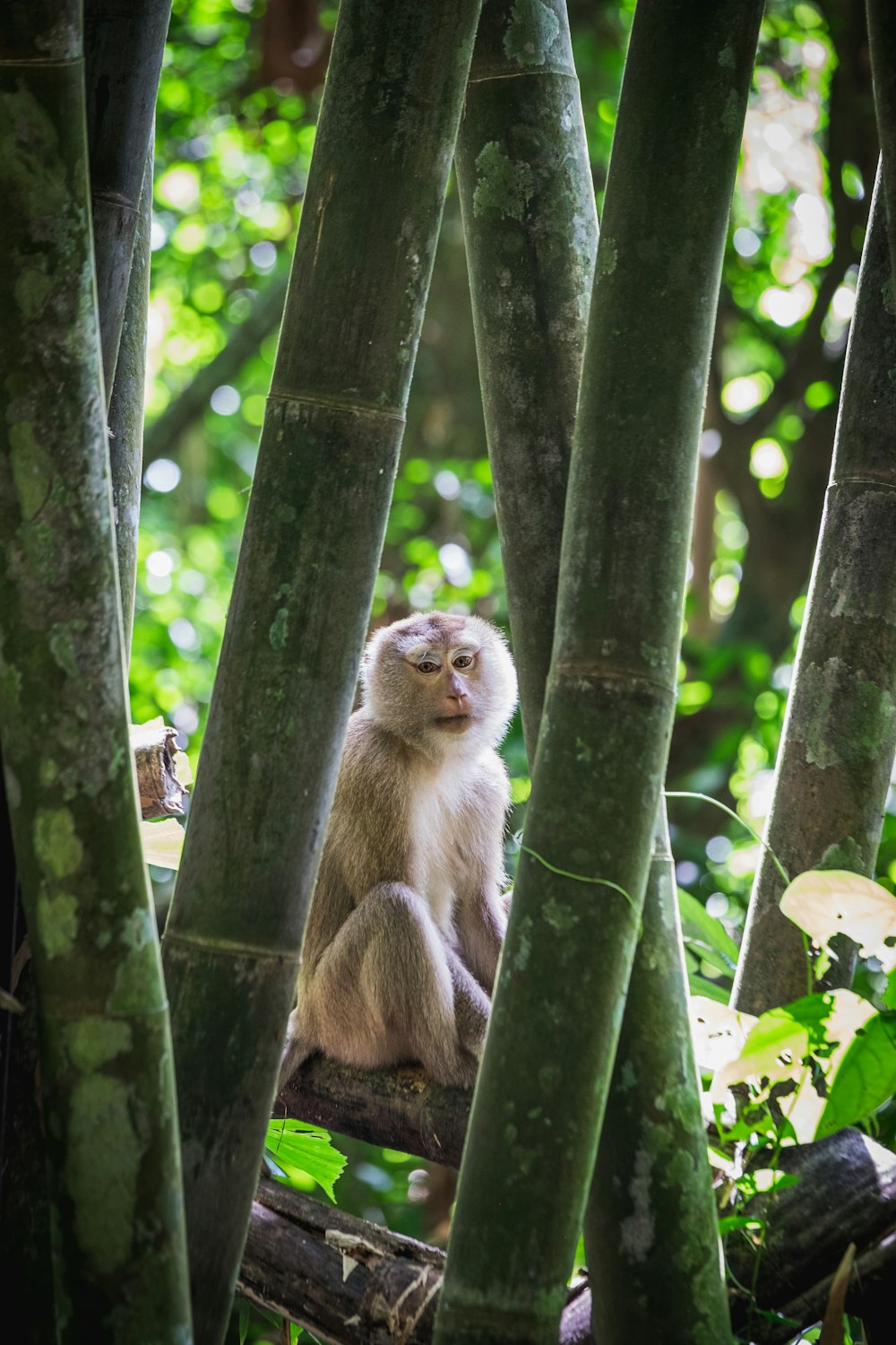 Un perezoso en un árbol