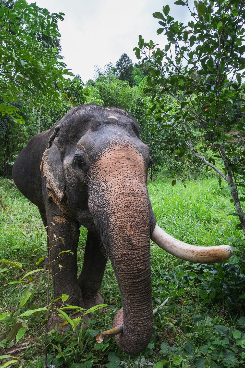 um elefante com presas