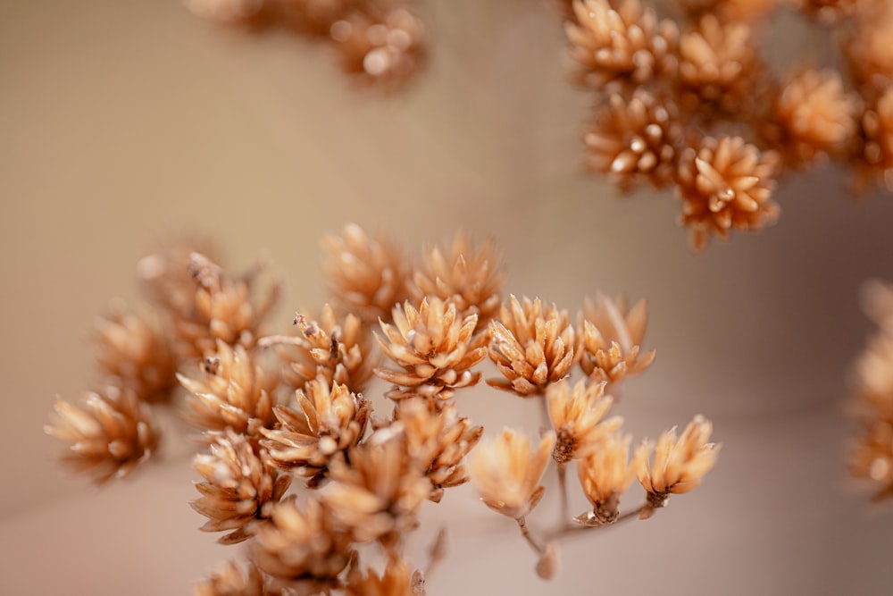 close up of a plant