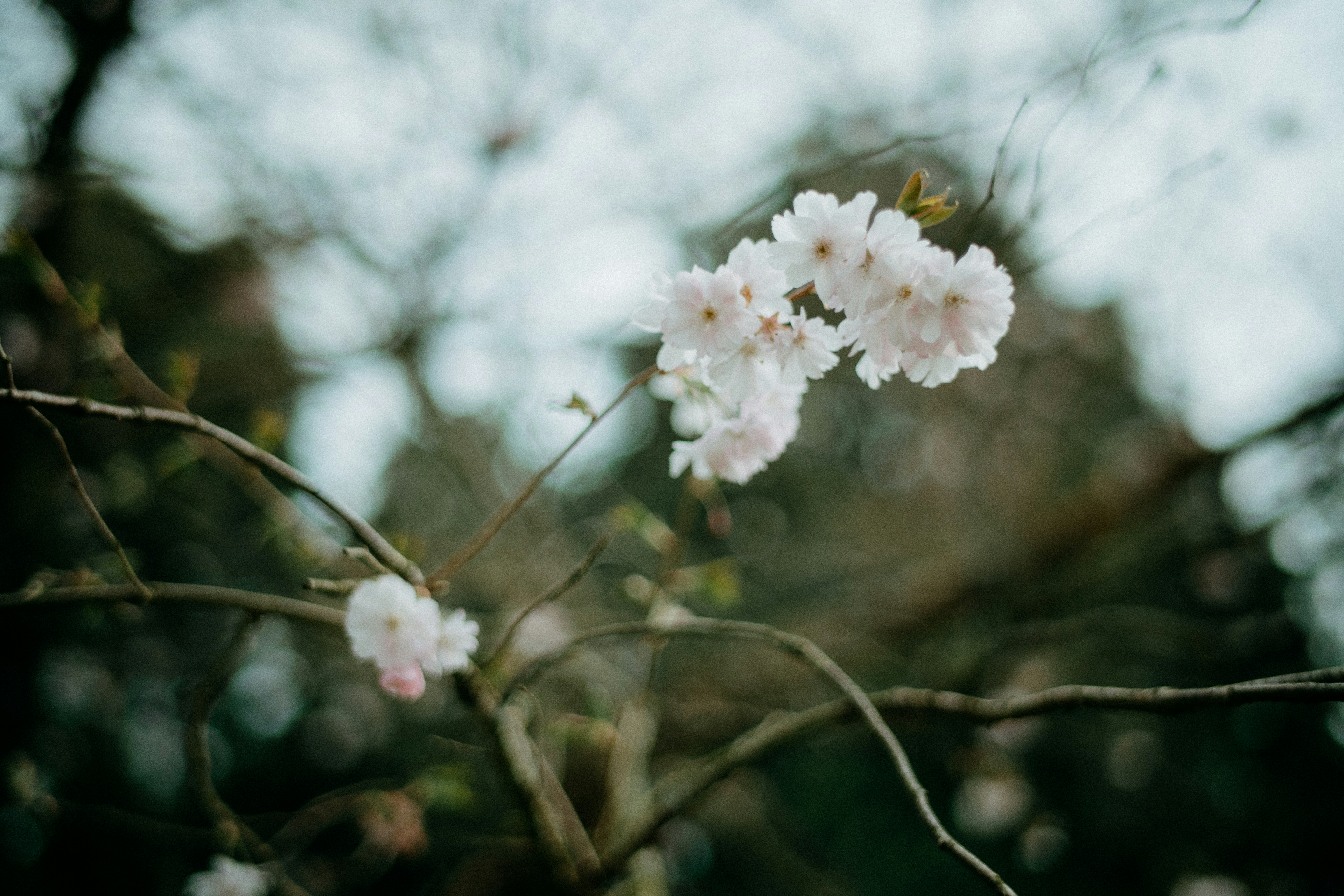 Photo by anniespratt