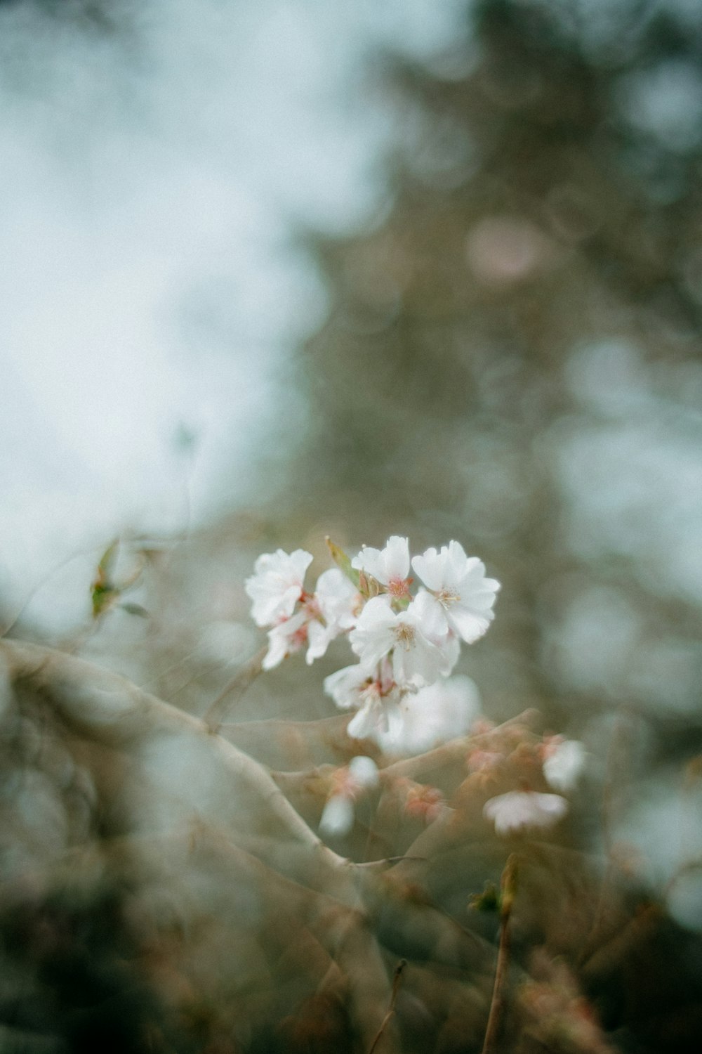 a close up of some flowers