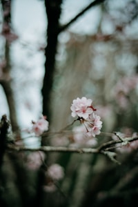 Sakura Breeze Mat
