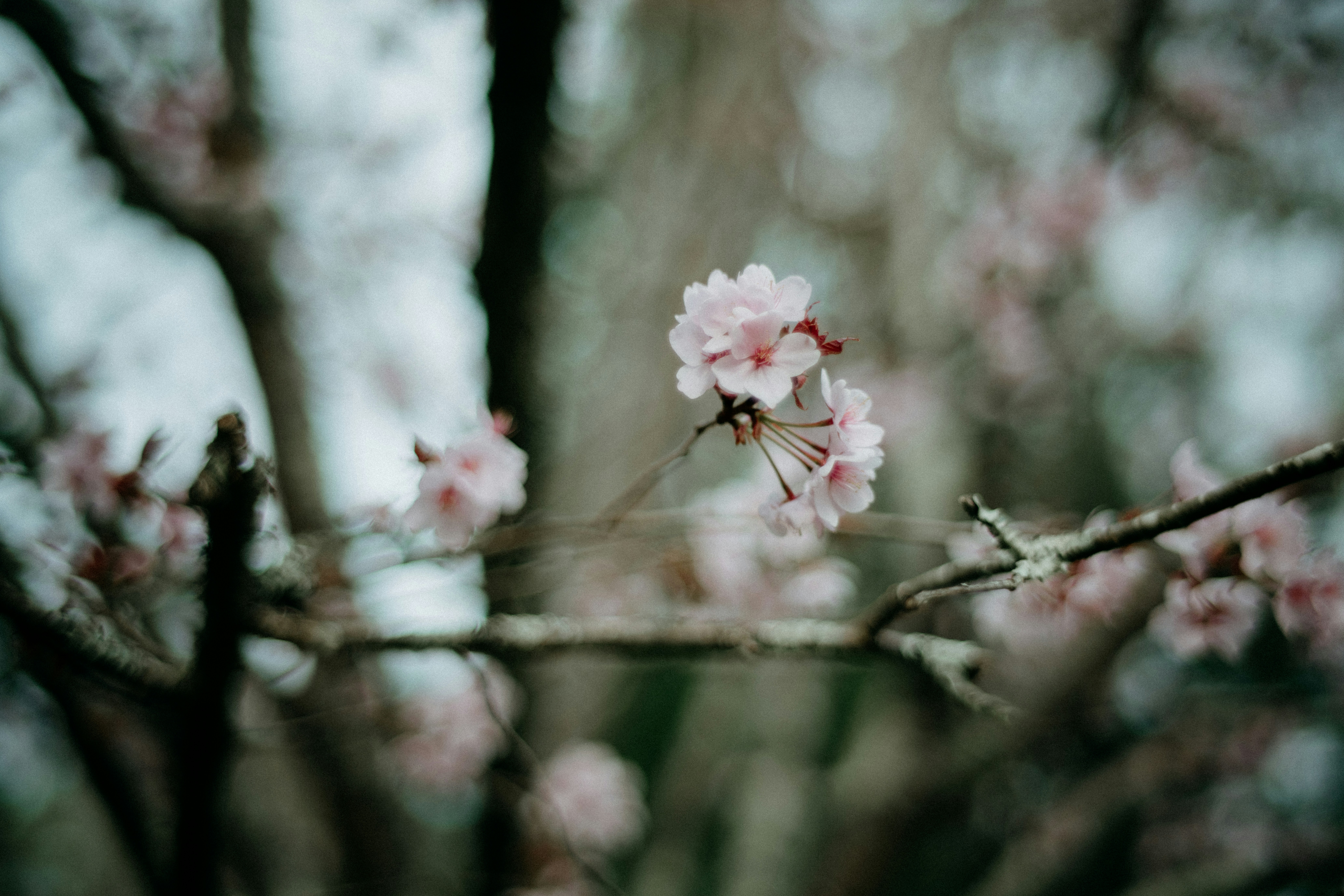 Photo by anniespratt