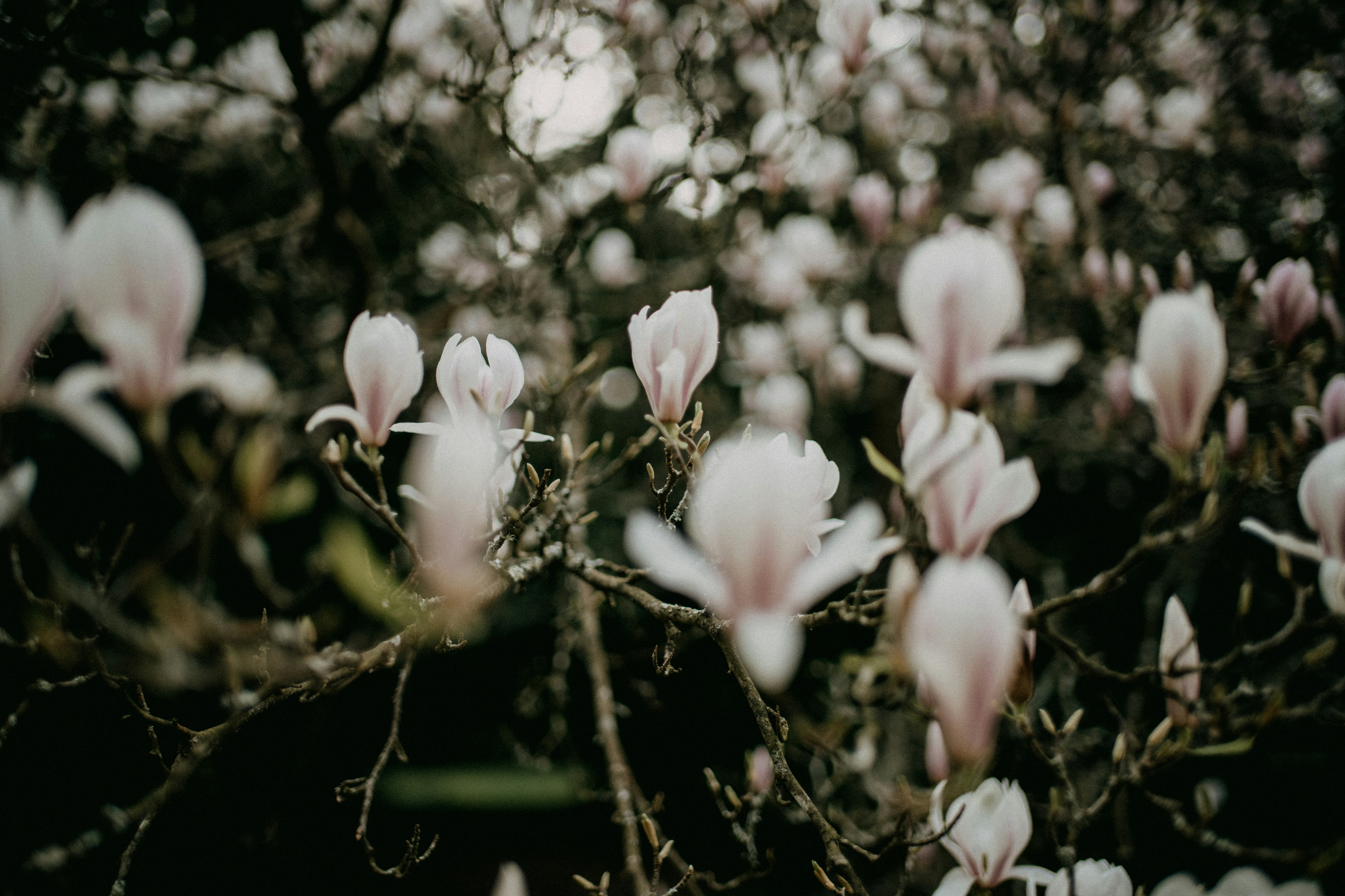 Photo by anniespratt