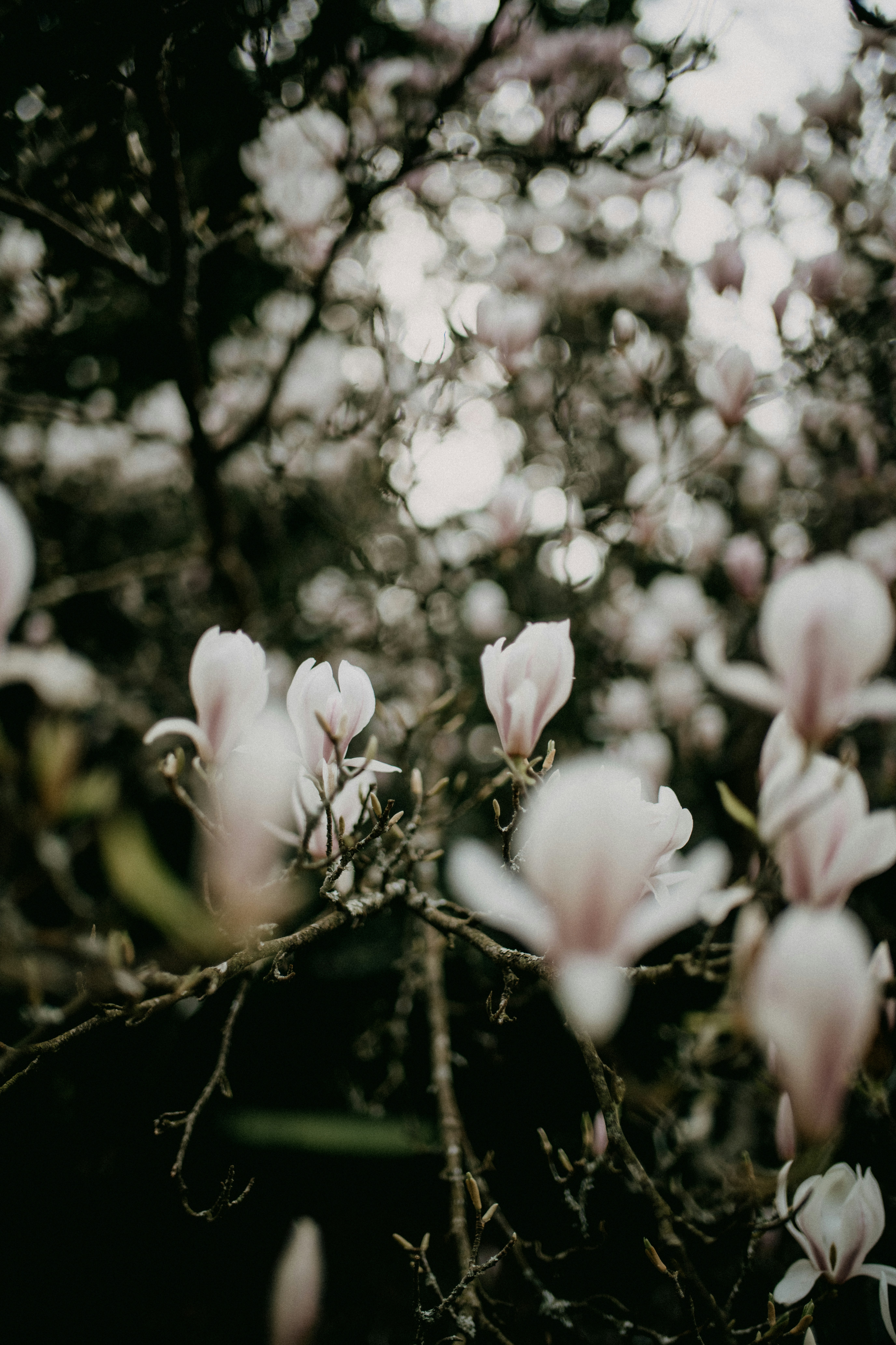 Photo by anniespratt