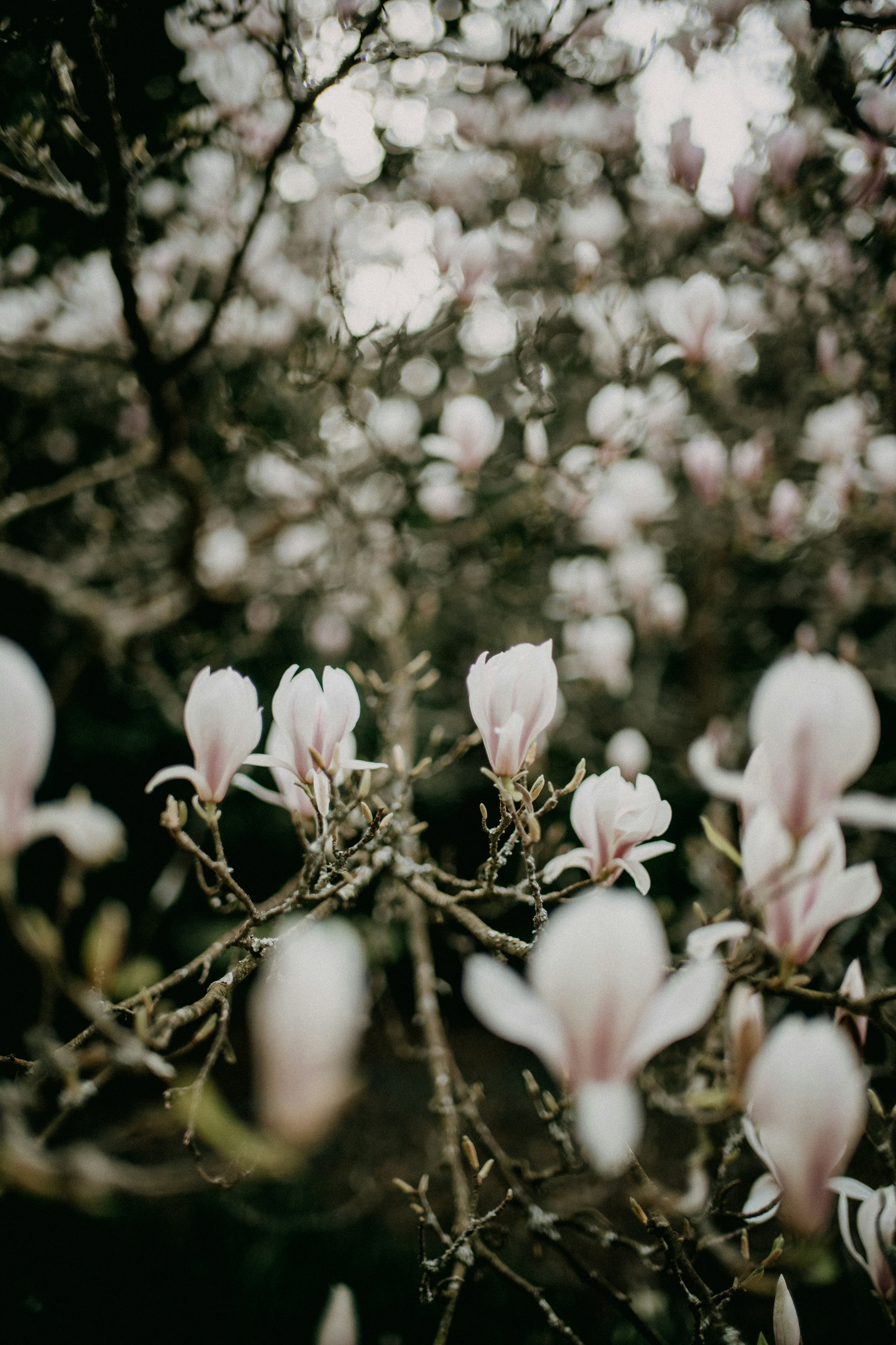 Photo by anniespratt