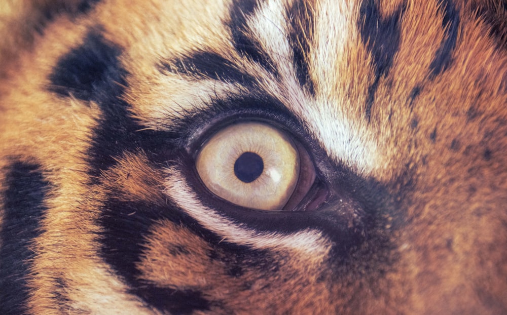 a close up of an animals eye