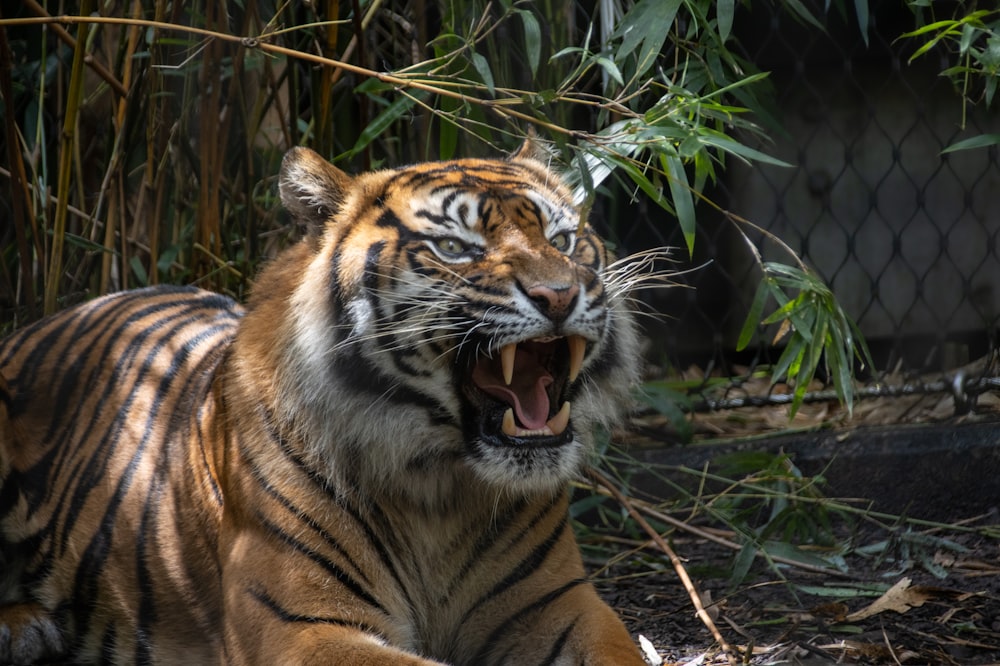 Un tigre avec la gueule ouverte