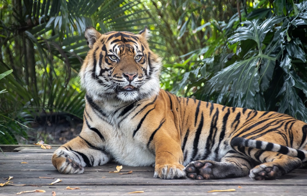 a tiger lying on a wooden surface